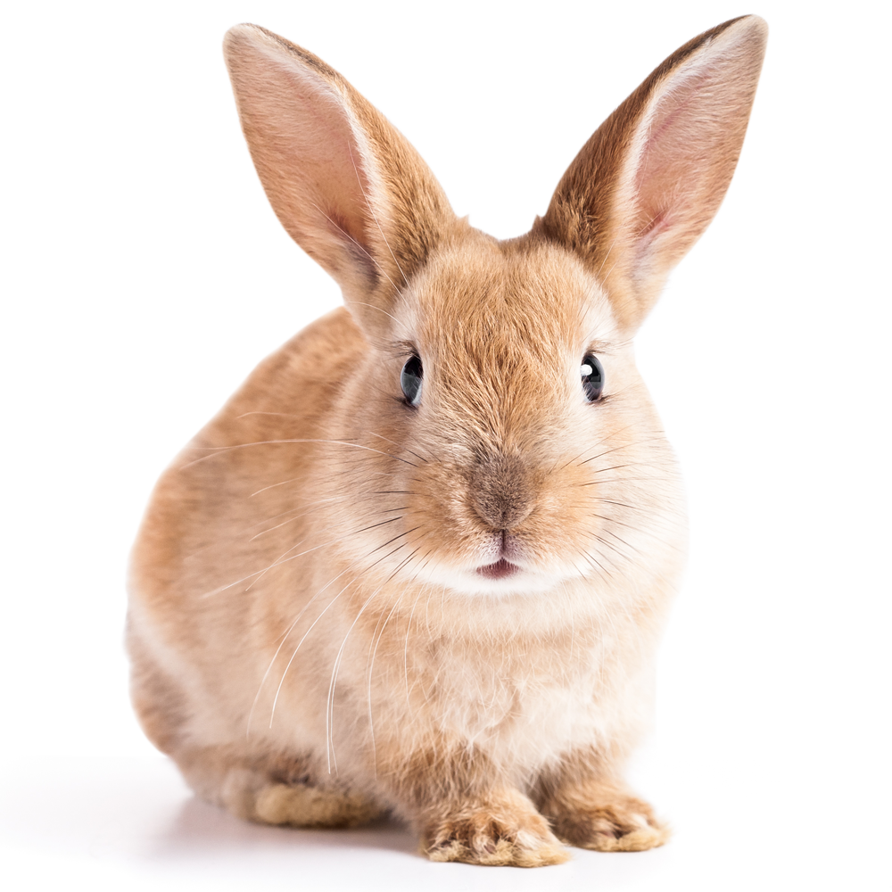 Is LVMH Cruelty-Free or Vegan? » Vegan Rabbit